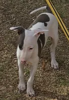 Male 4 Jacob, a male Italian Greyhound for sale in Hereford, TX – 3 of 8
