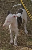 Male 4 Jacob, a male Italian Greyhound for sale in Hereford, TX – 4 of 8