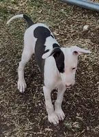 Male 4 Jacob, a male Italian Greyhound for sale in Hereford, TX – 2 of 8