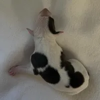 Male 4, a male Italian Greyhound for sale in Hereford, TX – Photo 3 of 9