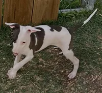 Male 4 Jacob, a male Italian Greyhound for sale in Hereford, TX – 6 of 8