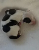 Male 4, a male Italian Greyhound for sale in Hereford, TX – Photo 1 of 5