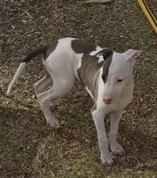 Male 4 Jacob, a male Italian Greyhound for sale in Hereford, TX – 5 of 8