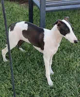 Male 5 Rufus, a male Italian Greyhound for sale in Hereford, TX – 6 of 10