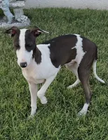 Male 5 Rufus, a male Italian Greyhound for sale in Hereford, TX – 5 of 10