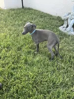 Ace, a male Italian Greyhound for sale in Hereford, TX – 7 of 7