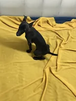 Canon, a male Italian Greyhound for sale in Hereford, TX – Photo 4 of 7