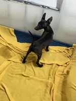 Canon, a male Italian Greyhound for sale in Hereford, TX – Photo 1 of 7