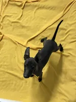 Canon, a male Italian Greyhound for sale in Hereford, TX – Photo 2 of 7