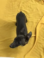 Canon, a male Italian Greyhound for sale in Hereford, TX – Photo 7 of 7