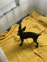 Canon, a male Italian Greyhound for sale in Hereford, TX – Photo 5 of 7