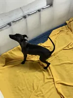 Canon, a male Italian Greyhound for sale in Hereford, TX – Photo 3 of 7