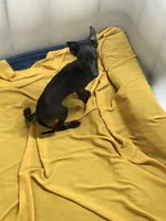 Canon, a male Italian Greyhound for sale in Hereford, TX – Photo 6 of 7