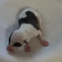 Male2, a male Italian Greyhound for sale in Hereford, TX – Photo 3 of 7