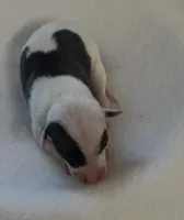 Male2, a male Italian Greyhound for sale in Hereford, TX – Photo 5 of 7