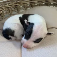 Male2, a male Italian Greyhound for sale in Hereford, TX – Photo 1 of 7