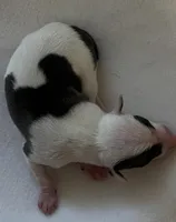 Male2, a male Italian Greyhound for sale in Hereford, TX – Photo 2 of 7