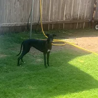 Male2, a male Italian Greyhound for sale in Hereford, TX – Photo 6 of 7