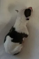 Male2, a male Italian Greyhound for sale in Hereford, TX – Photo 4 of 7