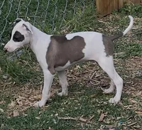 Male2 Jupiter, a male Italian Greyhound for sale in Hereford, TX – 3 of 10