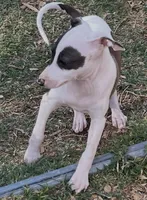 Male2 Jupiter, a male Italian Greyhound for sale in Hereford, TX – 7 of 10