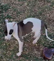 Male2 Jupiter, a male Italian Greyhound for sale in Hereford, TX – 10 of 10