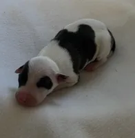 Male2, a male Italian Greyhound for sale in Hereford, TX – Photo 1 of 7