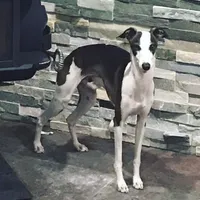 Male2, a male Italian Greyhound for sale in Hereford, TX – Photo 7 of 7