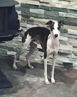 Male2, a male Italian Greyhound for sale in Hereford, TX – Photo 6 of 7