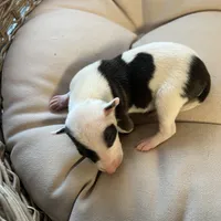 Male2, a male Italian Greyhound for sale in Hereford, TX – Photo 3 of 7