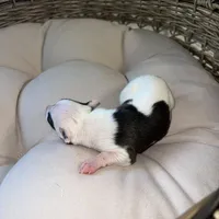 Male2, a male Italian Greyhound for sale in Hereford, TX – Photo 2 of 7