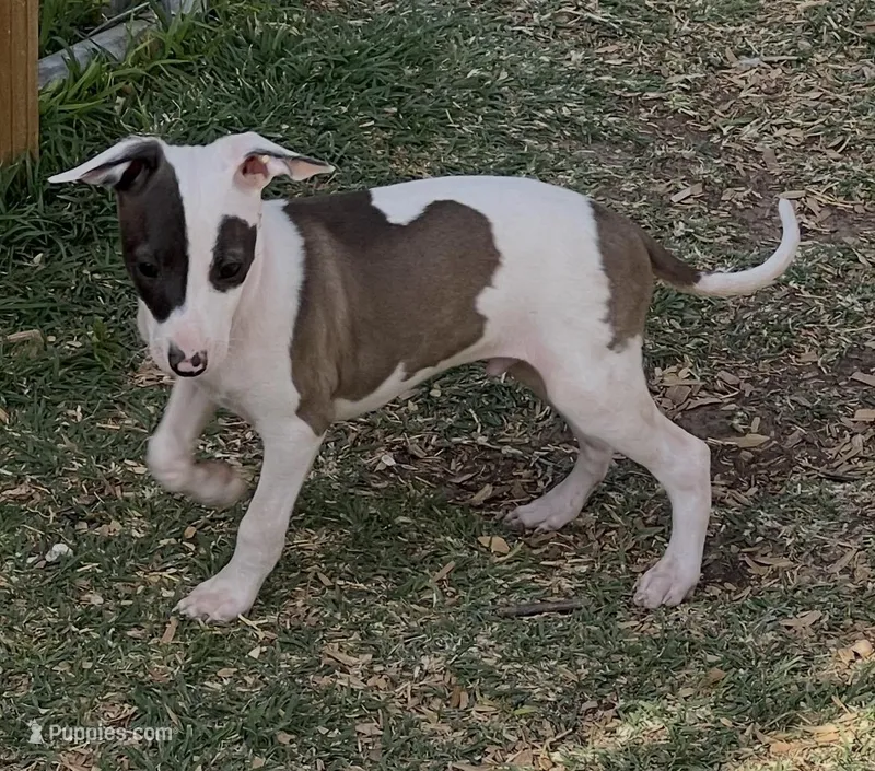 Male2 – Italian Greyhound puppy for sale in Hereford, TX