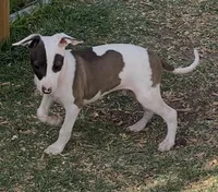 Male2 Jupiter, a male Italian Greyhound for sale in Hereford, TX – 1 of 10