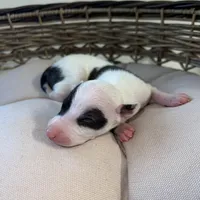 Male2, a male Italian Greyhound for sale in Hereford, TX – Photo 4 of 7