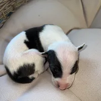 Male2, a male Italian Greyhound for sale in Hereford, TX – Photo 5 of 7