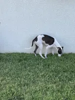 Male 5 Rufus, a male Italian Greyhound for sale in Hereford, TX – 10 of 10