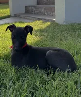 Apollo, a male Italian Greyhound for sale in Hereford, TX – 3 of 10