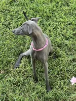 Austin, a male Italian Greyhound for sale in Hereford, TX – 7 of 10