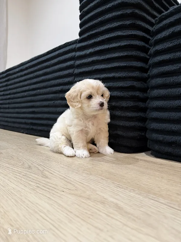 Pinky – Maltipoo puppy for sale in Torrance, CA