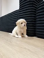 Pinky, a female Maltipoo for sale in Torrance, CA – 1 of 1