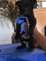 You get to name me, a male German Long-haired Pointer and German Shepherd Dog for sale in San Angelo, TX – 2 of 4