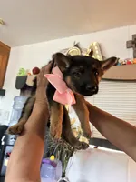 You get to name me, a female German Long-haired Pointer and German Shepherd Dog for sale in San Angelo, TX – 3 of 4