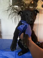 You get to name me, a male German Long-haired Pointer and German Shepherd Dog for sale in San Angelo, TX – 4 of 4