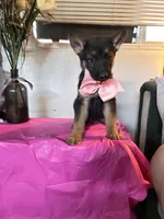 You get to name me, a female German Long-haired Pointer and German Shepherd Dog for sale in San Angelo, TX – 2 of 4
