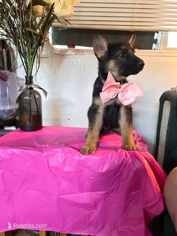 You get to name me – German Long-haired Pointer, German Shepherd Dog puppy for sale in San Angelo, TX