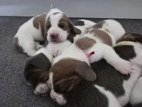 AKC Lily light pink collar, a female Basset Hound for sale in Bergen, NY – Photo 5 of 10