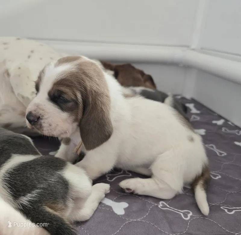 AKC Lily light pink collar – Basset Hound puppy for sale in Bergen, NY