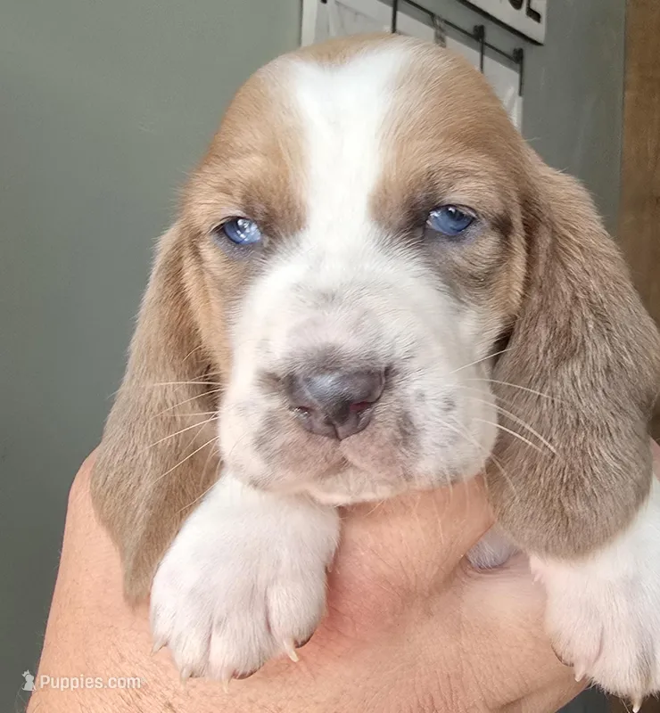 AKC Lily light pink collar – Basset Hound puppy on hold in Bergen, NY