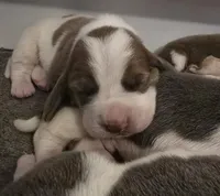 AKC Lily light pink collar, a female Basset Hound for sale in Bergen, NY – Photo 2 of 10