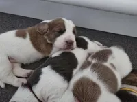 AKC Lily light pink collar, a female Basset Hound for sale in Bergen, NY – Photo 8 of 10